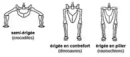 Trois représentations schématiques de l'agencement des os des membres arrières des archosaures, avec des postures de gauche à droite semi-érigée, érigée en contrefort et érigée en pilier.