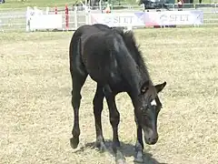 Poulain de Mérens avec une marque blanche en tête.