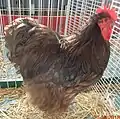 Coq orpington chocolat