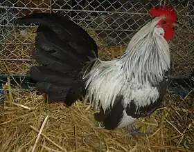 Coq Naine Hollandaise saumon argenté