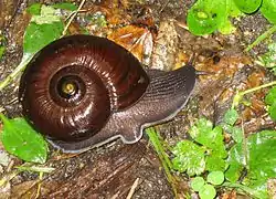 Powelliphanta annectens (en).