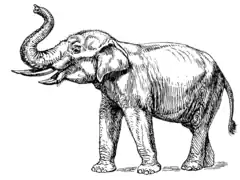 Reconstitution de Primelephas