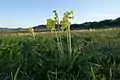 Primula veris