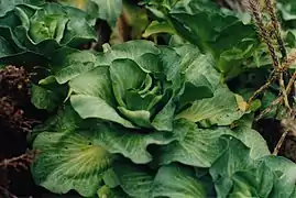 Choux de Kerguelen.