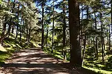 Forêt de Cèdres du Parc National de Theniet El Had