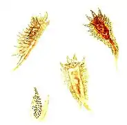 Proctonotus mucroniferus (Proctonotidae)