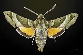 Face dorsale du mâle MHNT