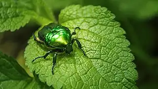Cétoine verte (Protaetia affinis (en))
