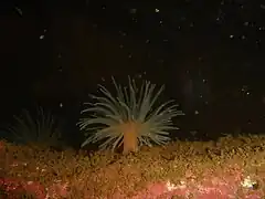 Pachycerianthus multiplicatus