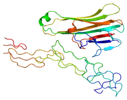 Image illustrative de l’article Lymphotoxine alpha