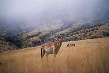 Le cheval de Przewalski réintroduit en Mongolie dans le parc national de Khustain Nuruu (en).
