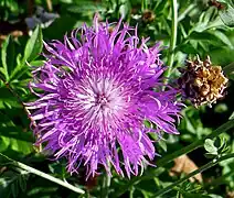 Centaurée blanchâtre - Centaurea dealbata