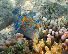 Pseudobalistes fuscus (subadulte)