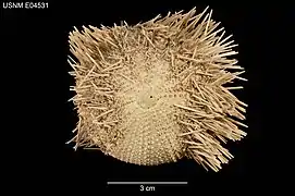 Pseudoboletia occidentalis