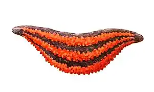 Mensamaria intercedens