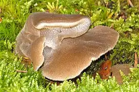 Spécimen brun (Belgique)