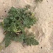 Appareil végétatif.