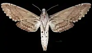 Revers de la femelle(coll.MHNT)