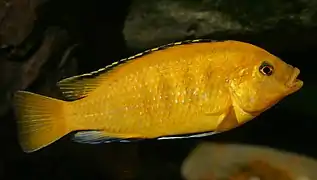 Labidochromis caeruleus