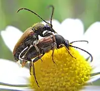 Accouplement (Hongrie)