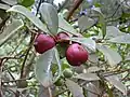 Goyave-fraise (Psidium cattleianum).