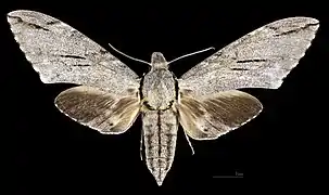 Avers de la femelle  (coll.MHNT)