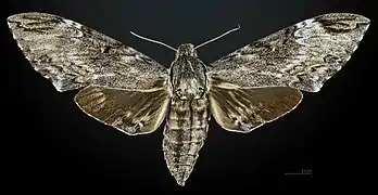 Face dorsale de la femelle MHNT