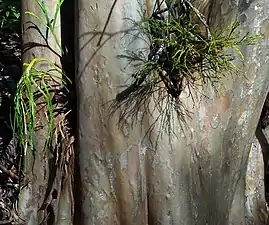 Psilotum nudum (à droite) en compagnie de l'autre espèce du genre Psilotum complanatum (à gauche), poussant naturellement en épiphyte sur un arbre à Puʻu Kaua (Mont Waiʻanae, Oahu, Hawaï).