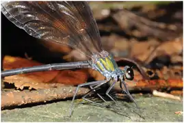 Psododesmus mandarinus