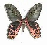 Papilio thaiwanus mâle, revers