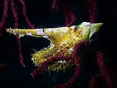 Une huître hirondelle sur une gorgone pourpre.