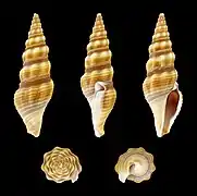 Ptychobela nodulosa (en), un Pseudomelatomidae.