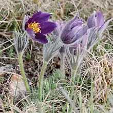 Anémone pulsatille de Coste (Pulsatilla vulgaris var. costeana), endémique des Grands Causses.