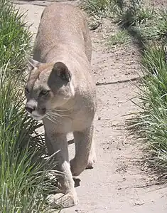 Puma.