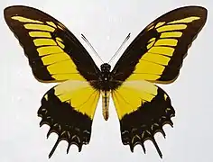 Mâle normal de Papilio androgeus