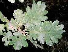 Quercus pubescens.