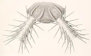 Dessins de René Koehler, 1898.