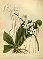 Angraecum kotschyiThe Orchid Album1882
