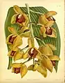 Acineta humboldtiiR. Warner & B.S.  Orchid Album(1888)