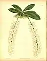 Angraecum citratumThe Orchid Album1888