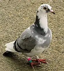 Photo d'un pigeon voyageur