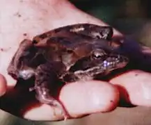 Rana macrocnemis.