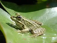 Pelophylax kl. hispanicus (P. bergeri × P. ridibundus).