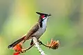 Un bulbul orphée dans le parc national de Satchari, Bengladesh. Février 2018.