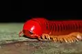 Mille-pattes Trachelomegalus modestior