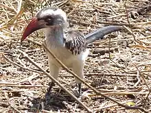 Image illustrative de l’article Zazu (Disney)