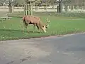 Cerf dans le parc