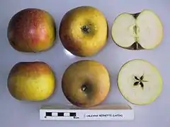 Reinette d'Orléans en exposition.