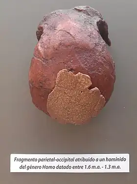 Réplique du crâne VM-0 daté d'1,6 à 1,3 Ma
