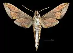 Revers de Rhagastis castor aurifera(coll.MHNT)